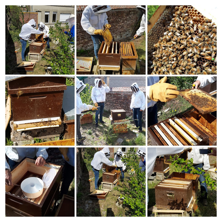 photos installation des ruches
