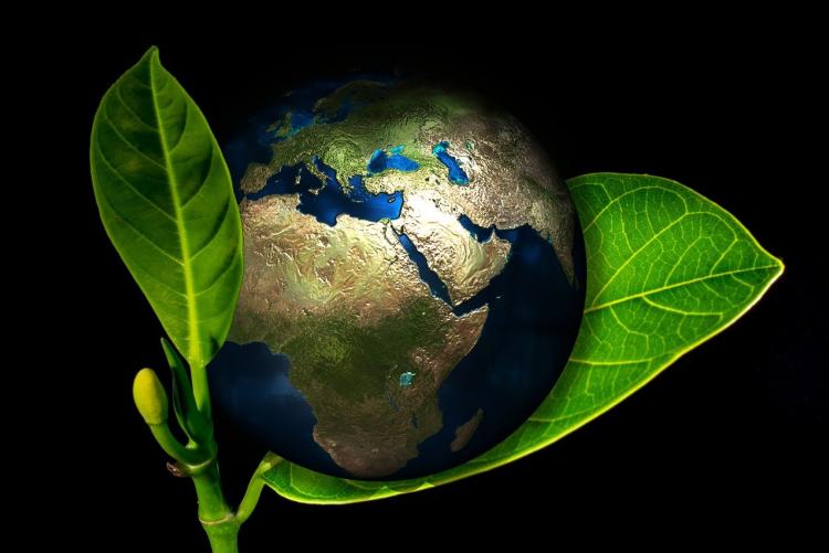 La planète Terre posée sur une jeune pousse de plante verte