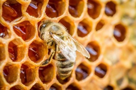 ruche remplie de miel