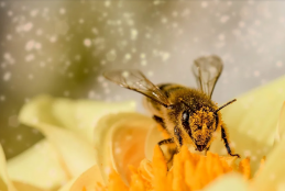 gros plan sur abeille et pollen 